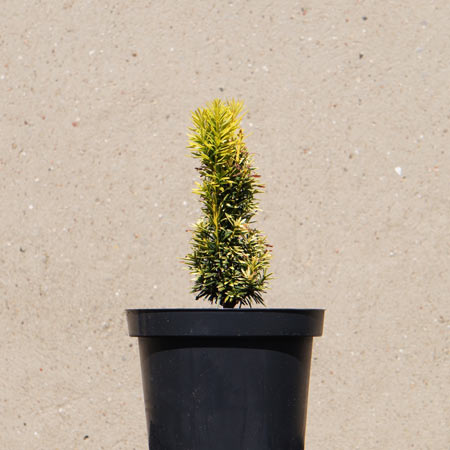 GOLCZ- Szkółka drzew i krzewów: Taxus baccata david