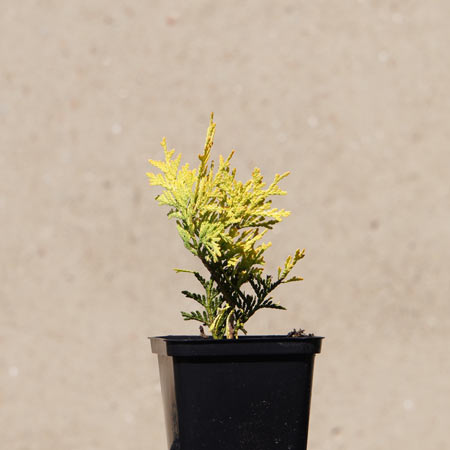 GOLCZ- Szkółka drzew i krzewów: Thuja yellow ribbon